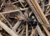 Ammophila sabulosa